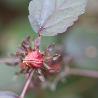 Hibiscus acetosella Welw. ex Hiern